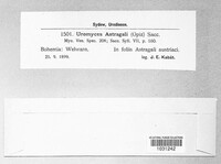 Uromyces pisi-sativi image